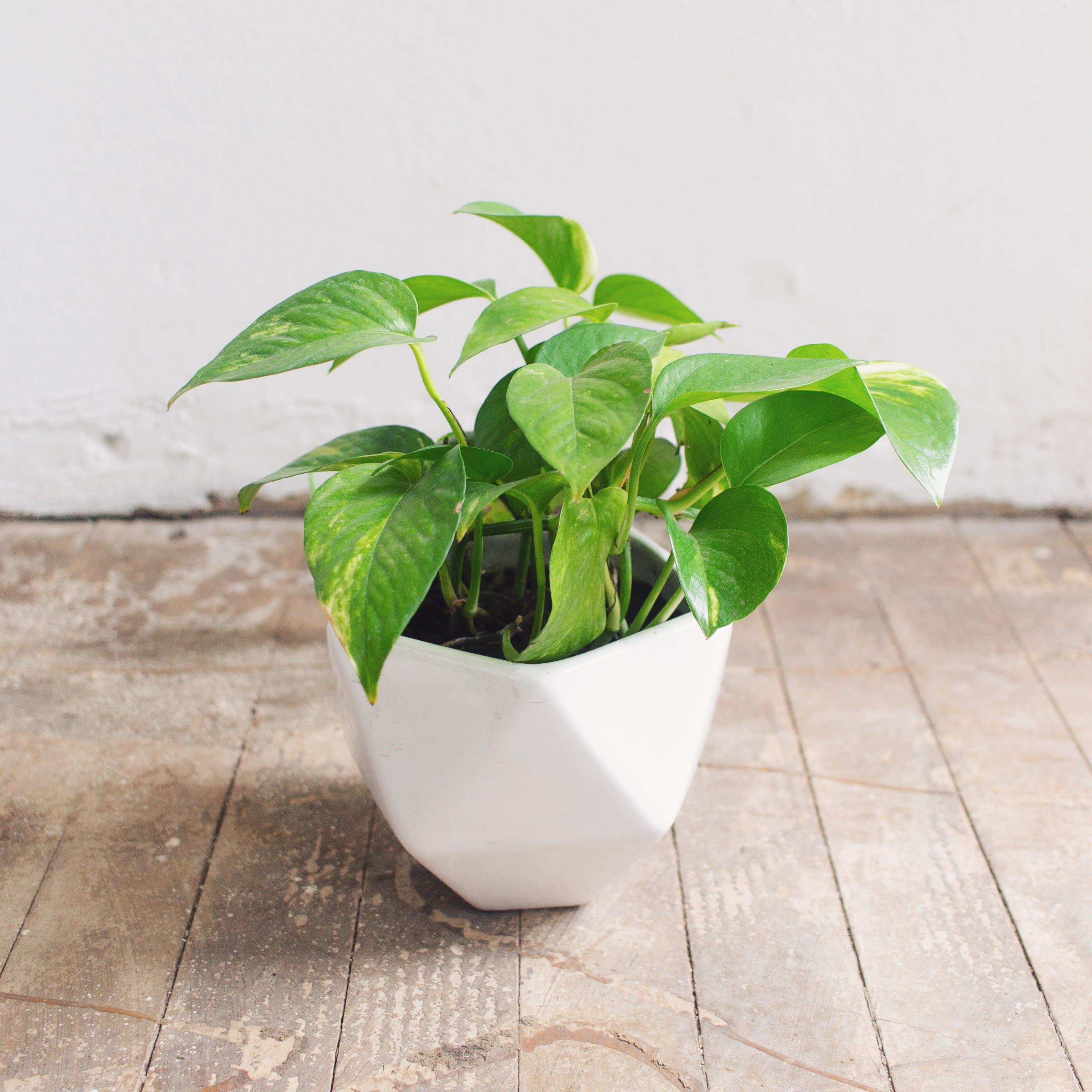 Pothos Miami Variegata